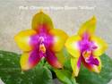 Phal. Chienlung Happy Queen